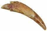Fossil Pterosaur (Siroccopteryx) Tooth - Morocco #354868-1
